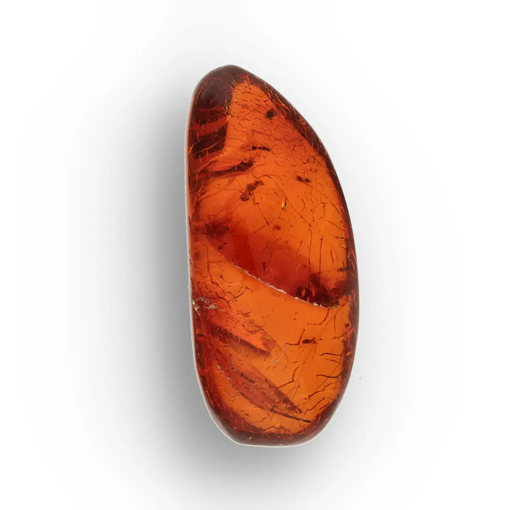 Get your Genuine Dominican Amber Fossil with Insect Inclusion online now or in store at Forever Gems in Franschhoek, South Africa