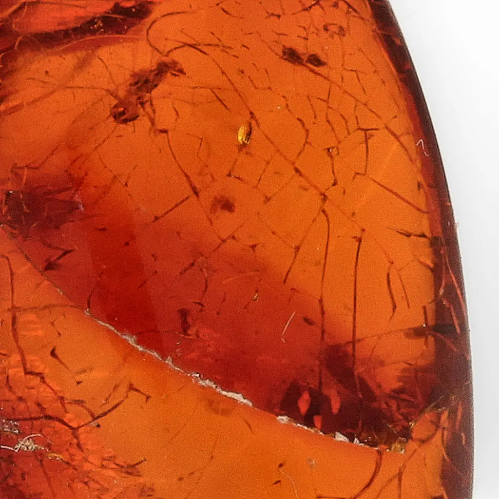 Get your Genuine Dominican Amber Fossil with Insect Inclusion online now or in store at Forever Gems in Franschhoek, South Africa