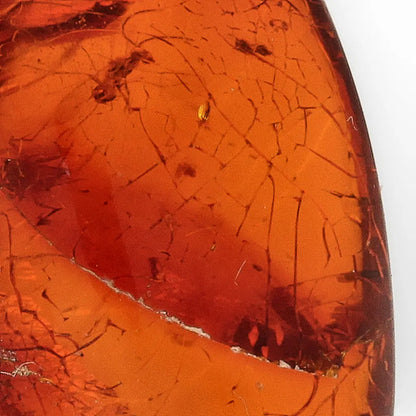 Get your Genuine Dominican Amber Fossil with Insect Inclusion online now or in store at Forever Gems in Franschhoek, South Africa