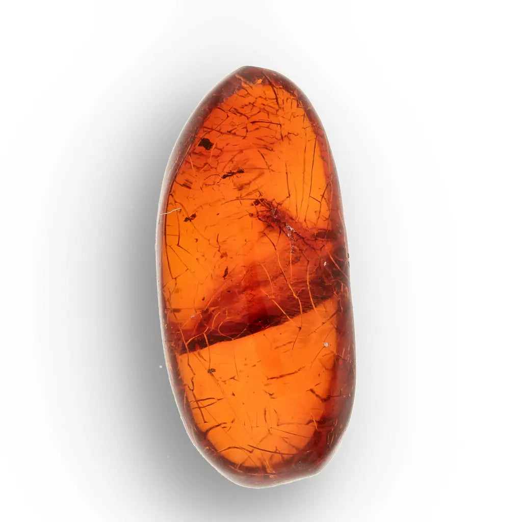 Get your Genuine Dominican Amber Fossil with Insect Inclusion online now or in store at Forever Gems in Franschhoek, South Africa