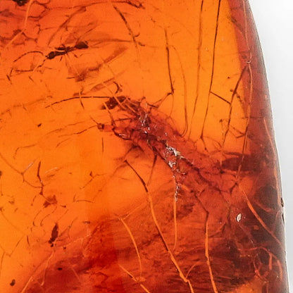 Get your Genuine Dominican Amber Fossil with Insect Inclusion online now or in store at Forever Gems in Franschhoek, South Africa