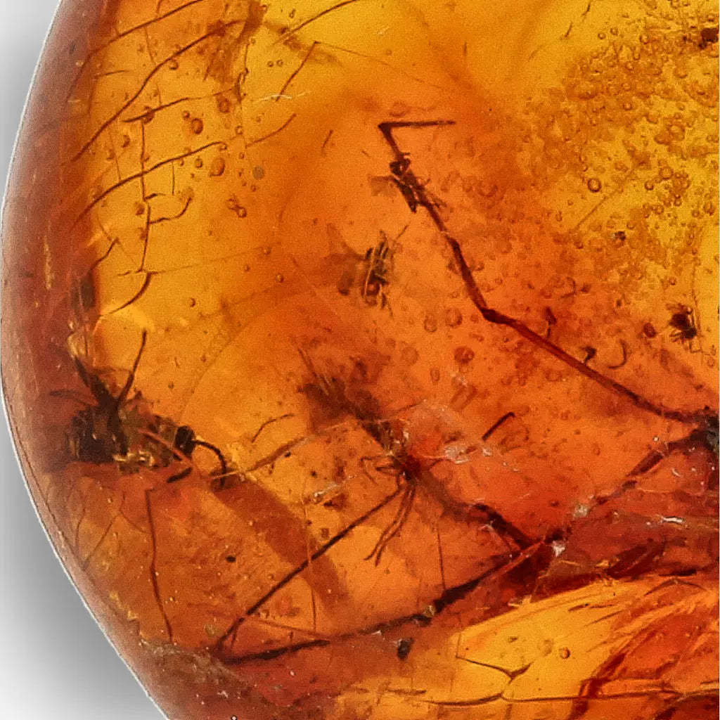 Get your Rare Dominican Republic Amber Insect Inclusion Stone online now or in store at Forever Gems in Franschhoek, South Africa