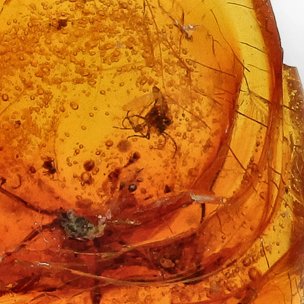 Get your Rare Dominican Republic Amber Insect Inclusion Stone online now or in store at Forever Gems in Franschhoek, South Africa