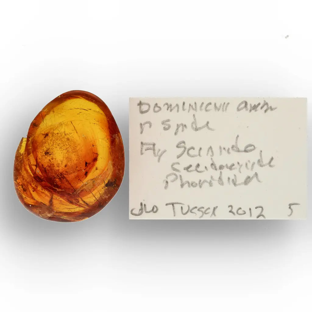 Get your Rare Dominican Republic Amber Insect Inclusion Stone online now or in store at Forever Gems in Franschhoek, South Africa