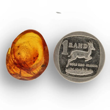 Get your Rare Dominican Republic Amber Insect Inclusion Stone online now or in store at Forever Gems in Franschhoek, South Africa