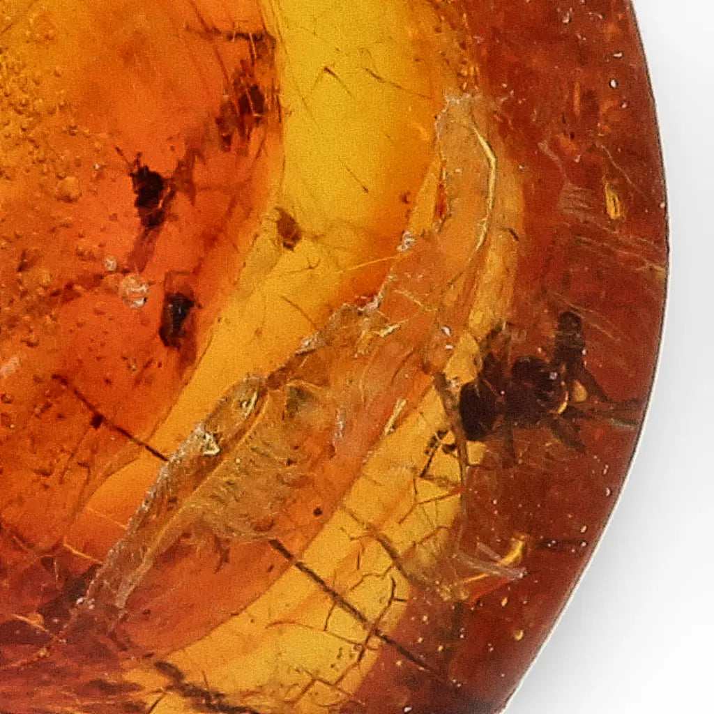 Get your Rare Dominican Republic Amber Insect Inclusion Stone online now or in store at Forever Gems in Franschhoek, South Africa