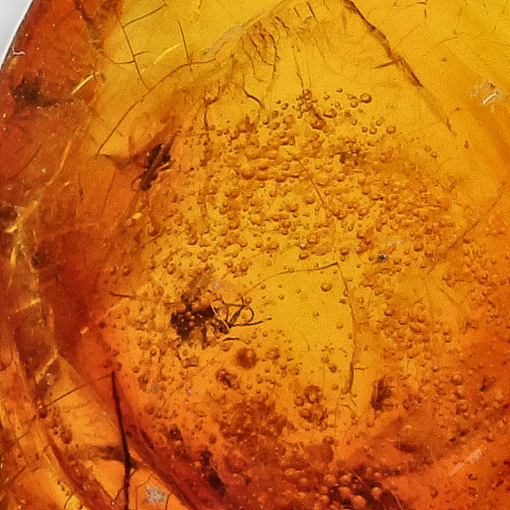 Get your Rare Dominican Republic Amber Insect Inclusion Stone online now or in store at Forever Gems in Franschhoek, South Africa