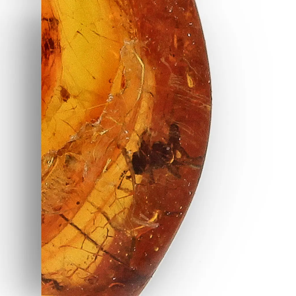 Get your Rare Dominican Republic Amber Insect Inclusion Stone online now or in store at Forever Gems in Franschhoek, South Africa