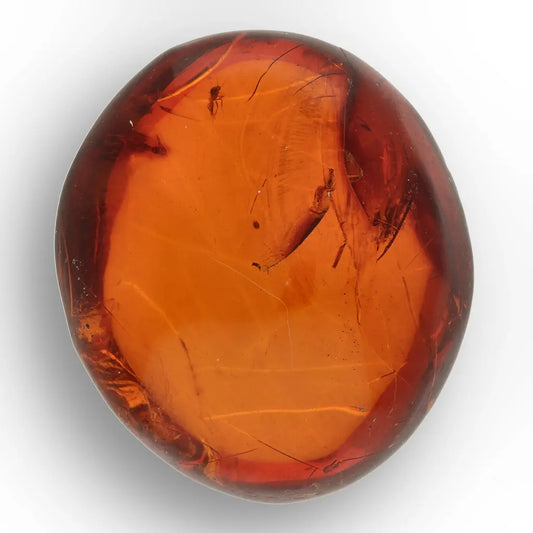 Get your Dominican Amber with Prehistoric Insect Inclusion Fossil online now or in store at Forever Gems in Franschhoek, South Africa