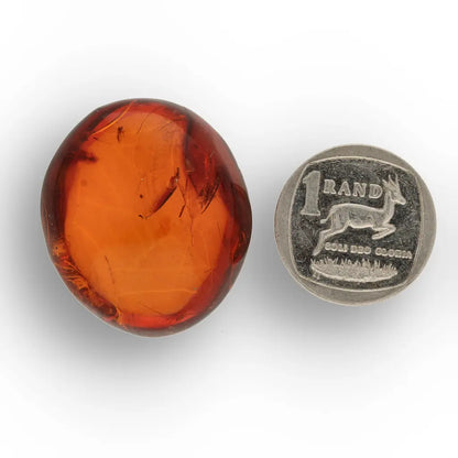 Get your Dominican Amber with Prehistoric Insect Inclusion Fossil online now or in store at Forever Gems in Franschhoek, South Africa