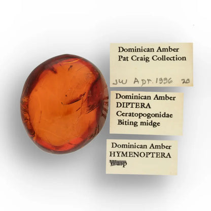 Get your Dominican Amber with Prehistoric Insect Inclusion Fossil online now or in store at Forever Gems in Franschhoek, South Africa