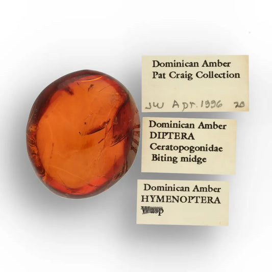 Get your Dominican Amber with Prehistoric Insect Inclusion Fossil online now or in store at Forever Gems in Franschhoek, South Africa