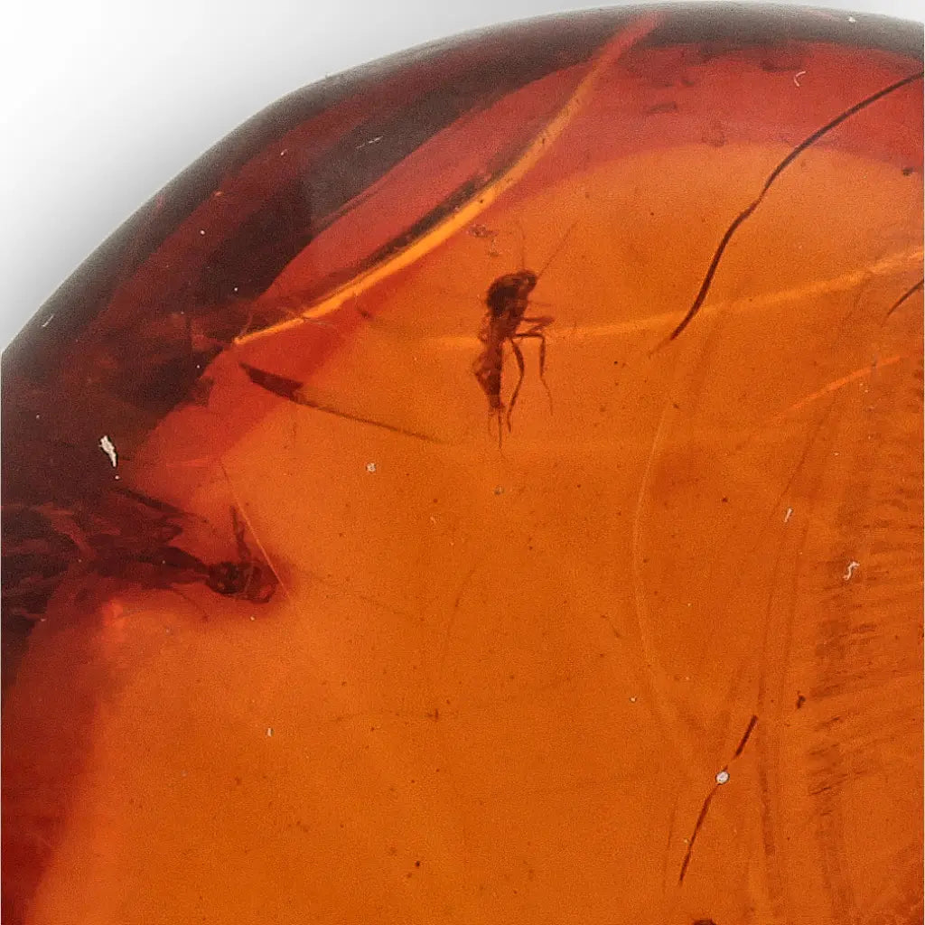 Get your Dominican Amber with Prehistoric Insect Inclusion Fossil online now or in store at Forever Gems in Franschhoek, South Africa