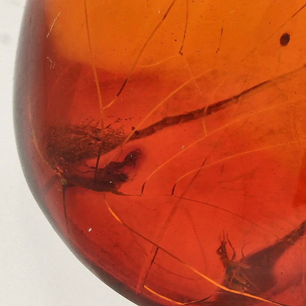 Get your Dominican Amber with Prehistoric Insect Inclusion Fossil online now or in store at Forever Gems in Franschhoek, South Africa