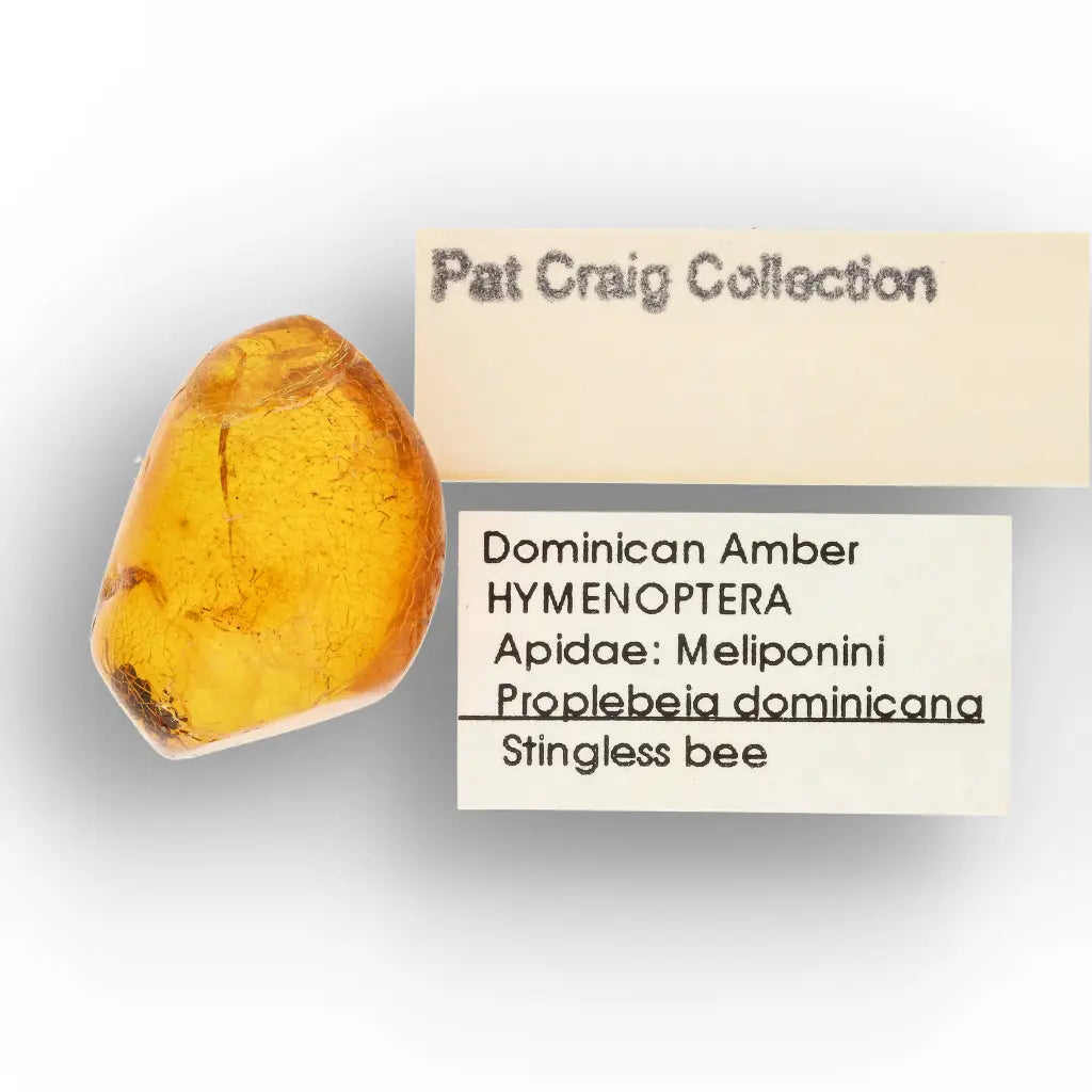 Get your Natural Dominican Amber with Trapped Insect Fossil online now or in store at Forever Gems in Franschhoek, South Africa