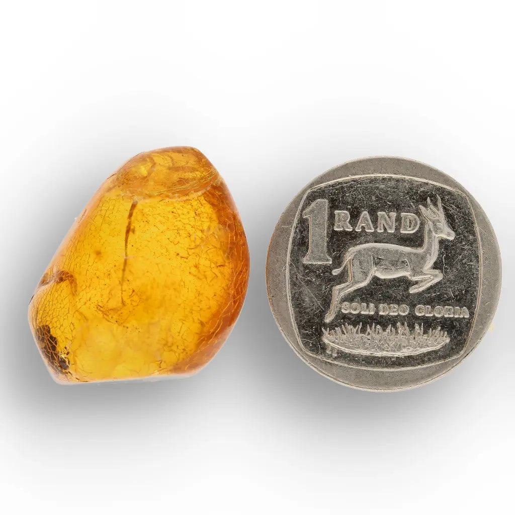 Get your Natural Dominican Amber with Trapped Insect Fossil online now or in store at Forever Gems in Franschhoek, South Africa