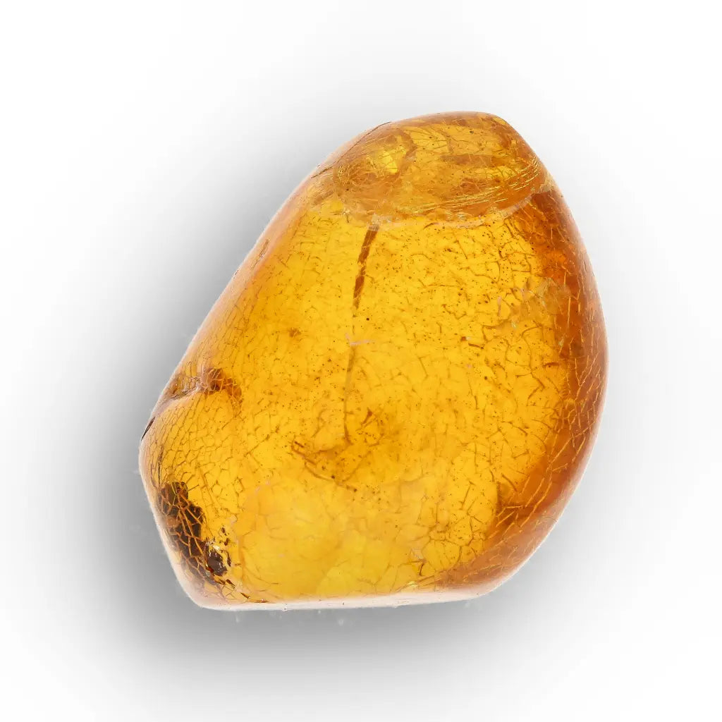 Get your Natural Dominican Amber with Trapped Insect Fossil online now or in store at Forever Gems in Franschhoek, South Africa