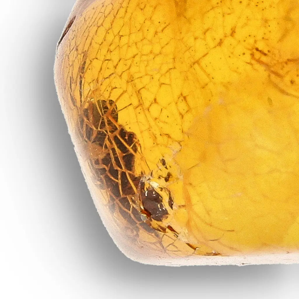 Get your Natural Dominican Amber with Trapped Insect Fossil online now or in store at Forever Gems in Franschhoek, South Africa