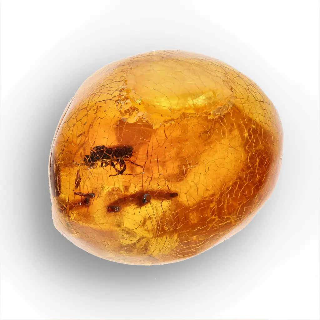 Get your Natural Dominican Amber with Trapped Insect Fossil online now or in store at Forever Gems in Franschhoek, South Africa