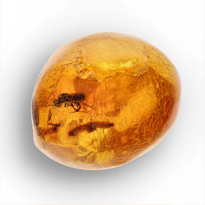 Get your Natural Dominican Amber with Trapped Insect Fossil online now or in store at Forever Gems in Franschhoek, South Africa