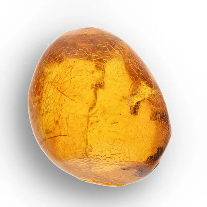 Get your Natural Dominican Amber with Trapped Insect Fossil online now or in store at Forever Gems in Franschhoek, South Africa