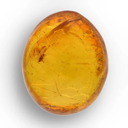 Get your Collector Dominican Amber Insect Inclusion Specimen online now or in store at Forever Gems in Franschhoek, South Africa