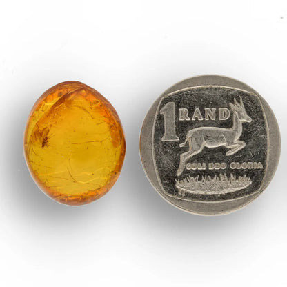 Get your Collector Dominican Amber Insect Inclusion Specimen online now or in store at Forever Gems in Franschhoek, South Africa