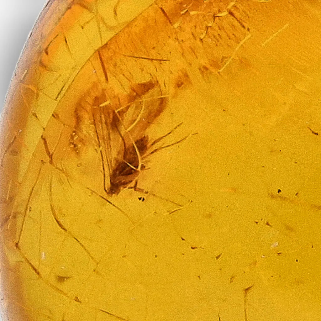 Get your Collector Dominican Amber Insect Inclusion Specimen online now or in store at Forever Gems in Franschhoek, South Africa