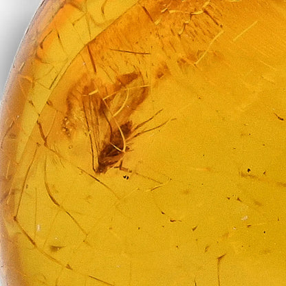 Get your Collector Dominican Amber Insect Inclusion Specimen online now or in store at Forever Gems in Franschhoek, South Africa