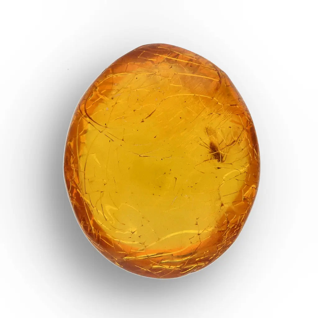 Get your Collector Dominican Amber Insect Inclusion Specimen online now or in store at Forever Gems in Franschhoek, South Africa
