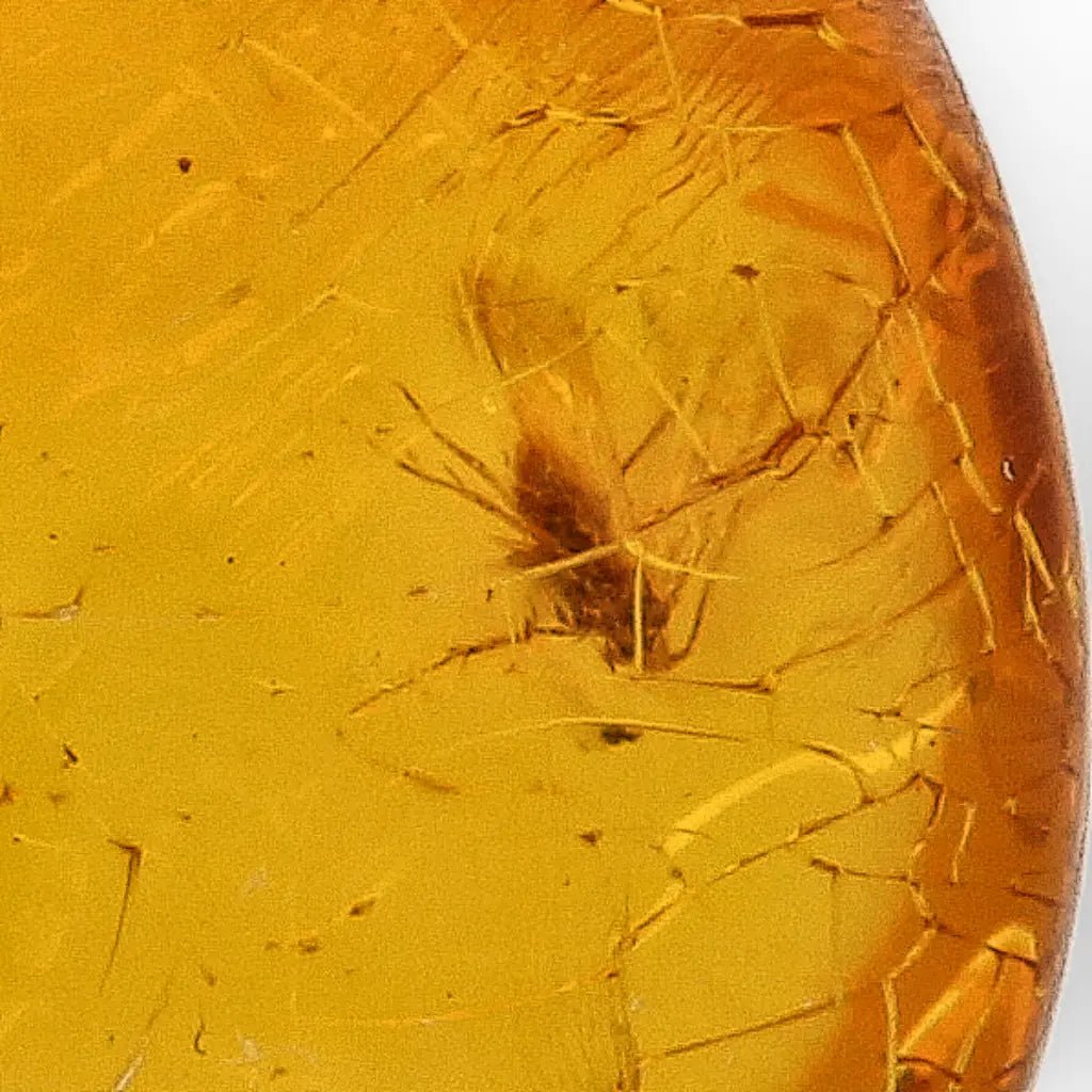 Get your Collector Dominican Amber Insect Inclusion Specimen online now or in store at Forever Gems in Franschhoek, South Africa