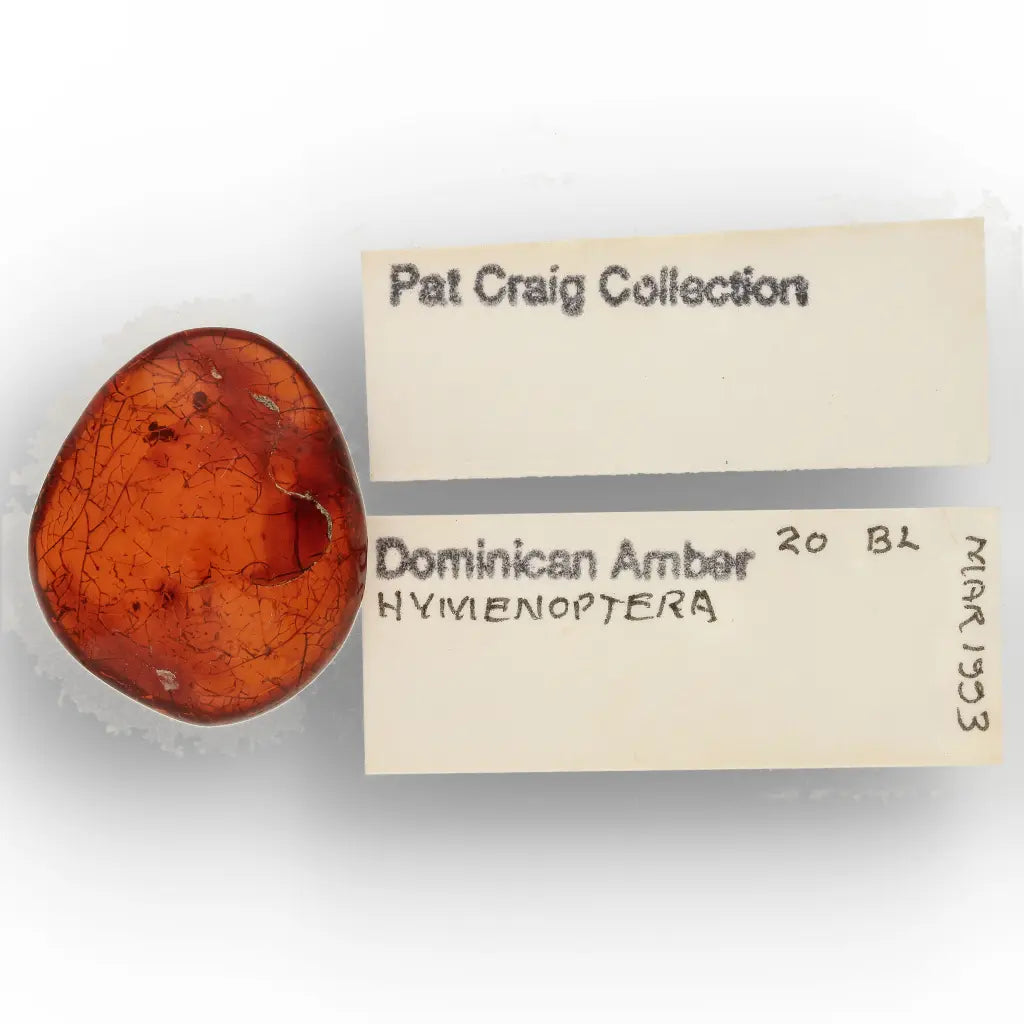 Get your Authentic Dominican Amber Fossilised Insect Inclusion online now or in store at Forever Gems in Franschhoek, South Africa