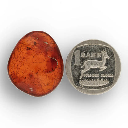 Get your Authentic Dominican Amber Fossilised Insect Inclusion online now or in store at Forever Gems in Franschhoek, South Africa