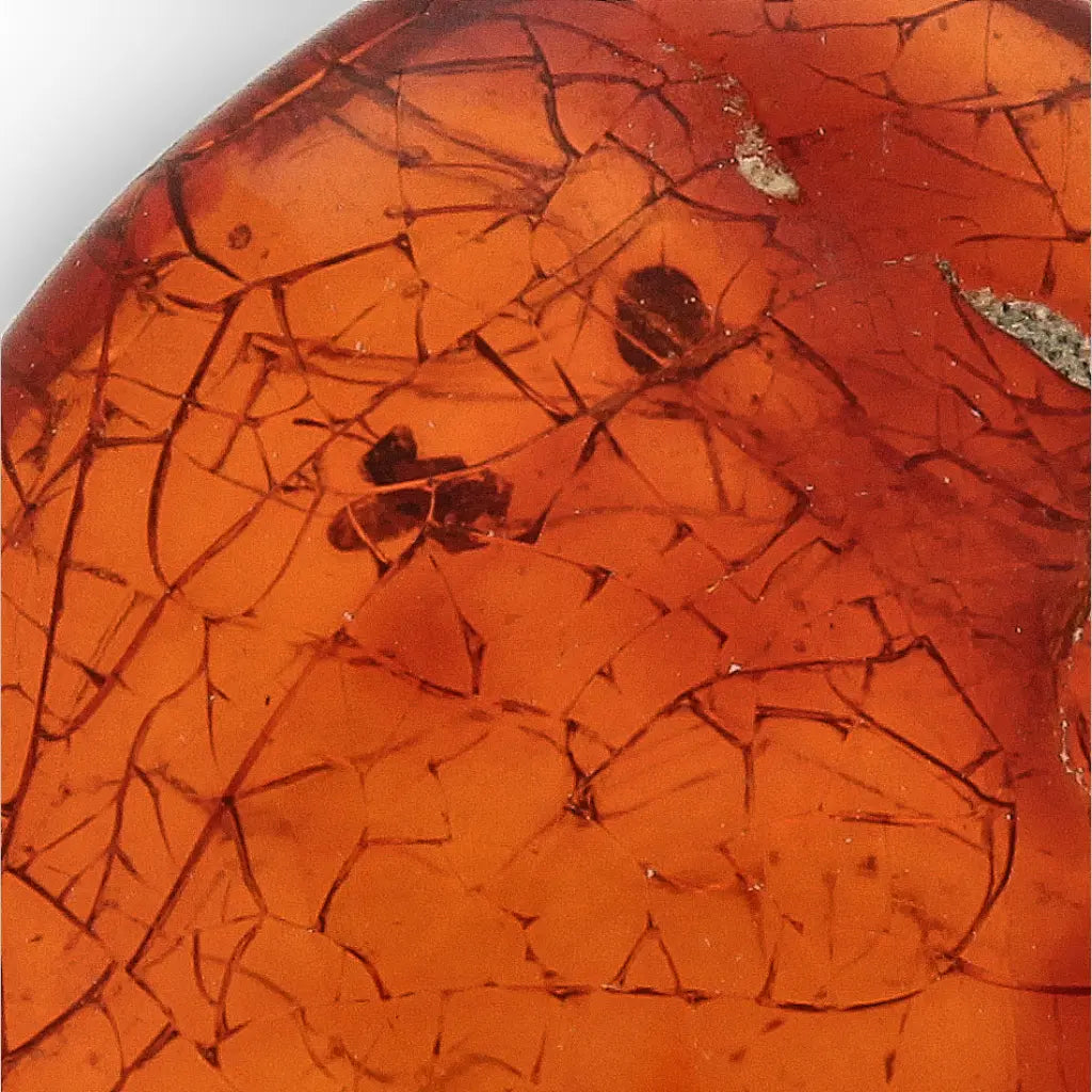 Get your Authentic Dominican Amber Fossilised Insect Inclusion online now or in store at Forever Gems in Franschhoek, South Africa