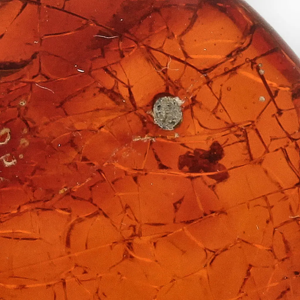 Get your Authentic Dominican Amber Fossilised Insect Inclusion online now or in store at Forever Gems in Franschhoek, South Africa