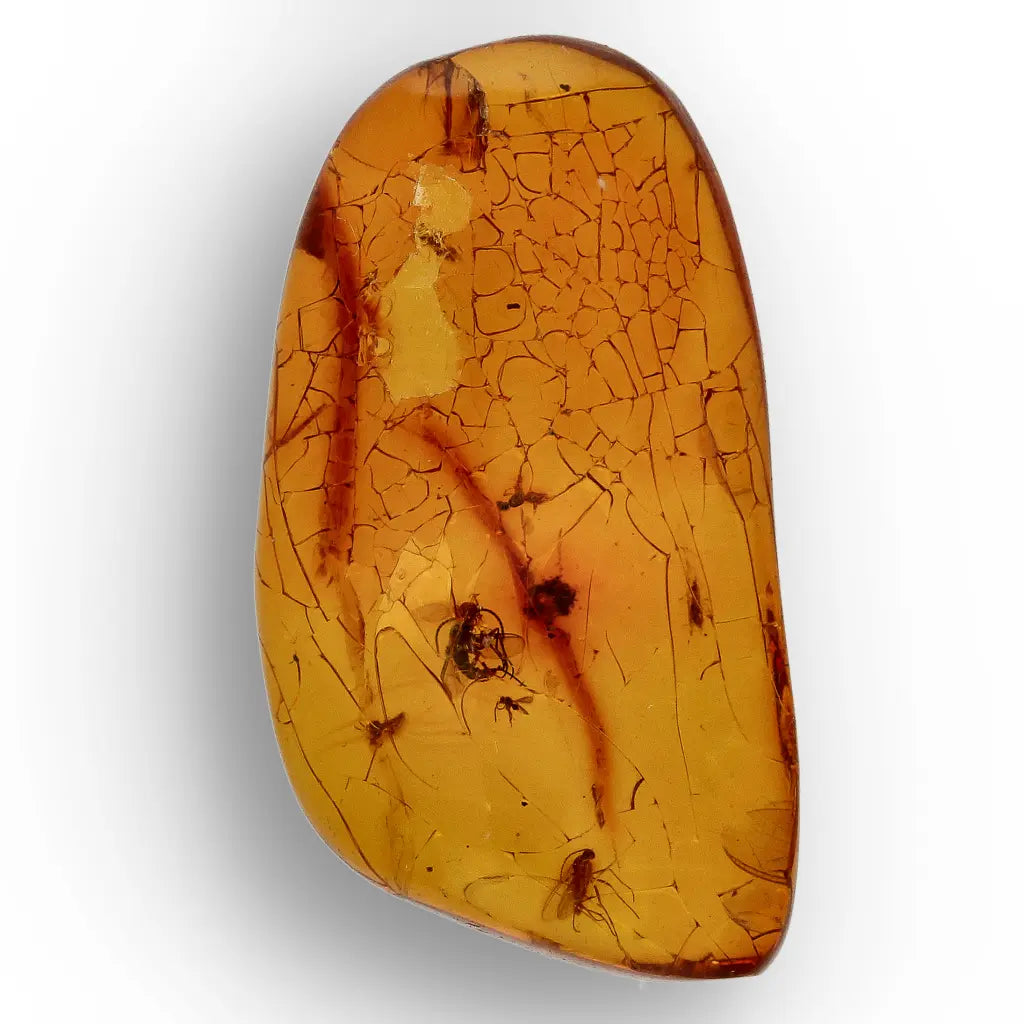 Get your Dominican Republic Amber with Ancient Insect Inclusion online now or in store at Forever Gems in Franschhoek, South Africa