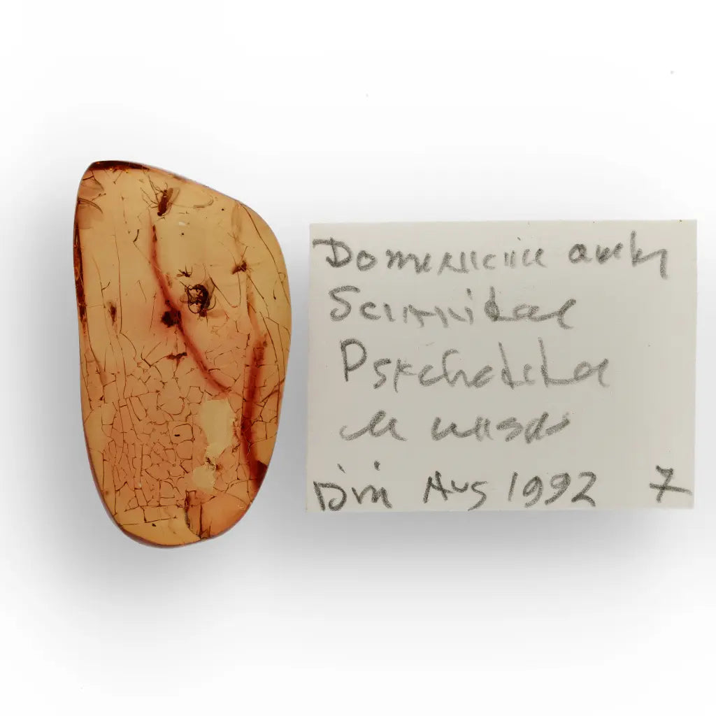 Get your Dominican Republic Amber with Ancient Insect Inclusion online now or in store at Forever Gems in Franschhoek, South Africa