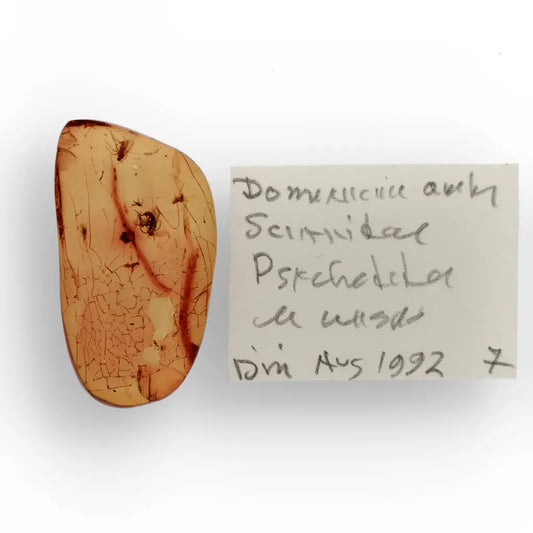 Get your Dominican Republic Amber with Ancient Insect Inclusion online now or in store at Forever Gems in Franschhoek, South Africa