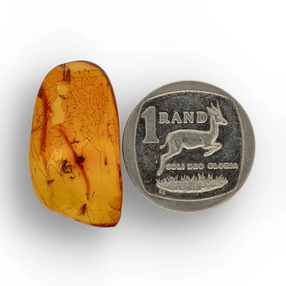 Get your Dominican Republic Amber with Ancient Insect Inclusion online now or in store at Forever Gems in Franschhoek, South Africa