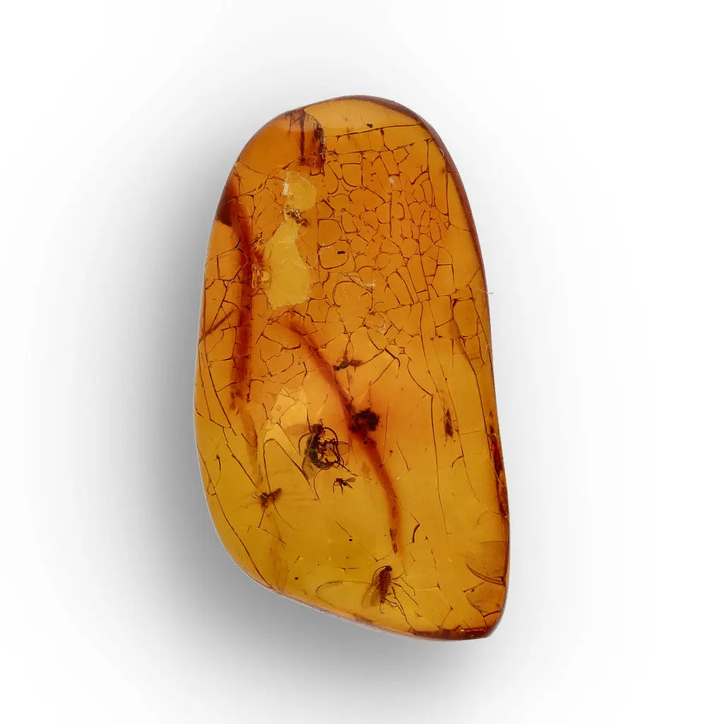 Get your Dominican Republic Amber with Ancient Insect Inclusion online now or in store at Forever Gems in Franschhoek, South Africa