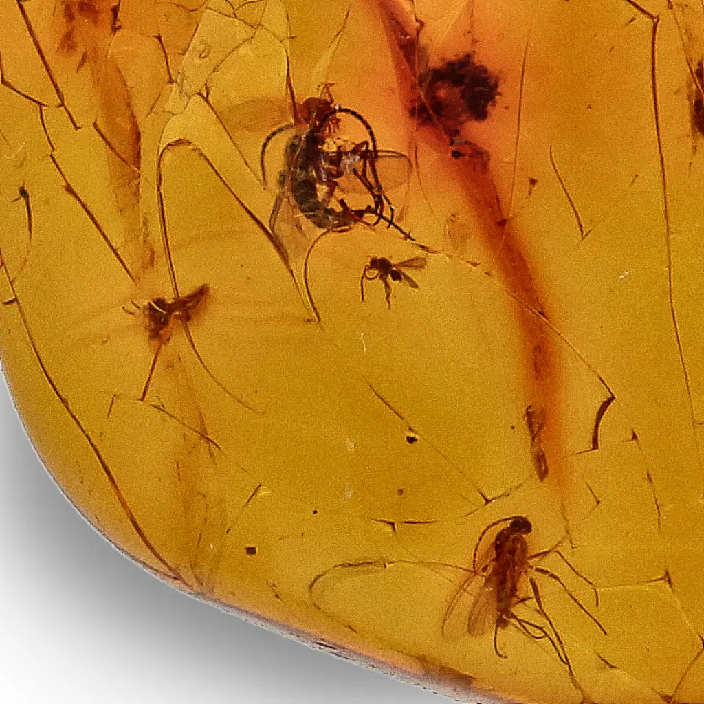 Get your Dominican Republic Amber with Ancient Insect Inclusion online now or in store at Forever Gems in Franschhoek, South Africa
