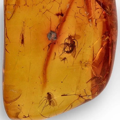 Get your Dominican Republic Amber with Ancient Insect Inclusion online now or in store at Forever Gems in Franschhoek, South Africa