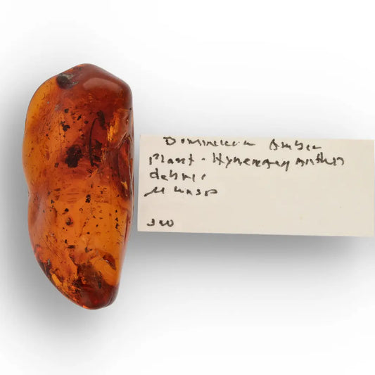 Get your Genuine Amber from Dominican Republic Insect Inclusion online now or in store at Forever Gems in Franschhoek, South Africa