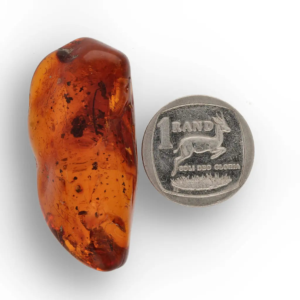 Get your Genuine Amber from Dominican Republic Insect Inclusion online now or in store at Forever Gems in Franschhoek, South Africa