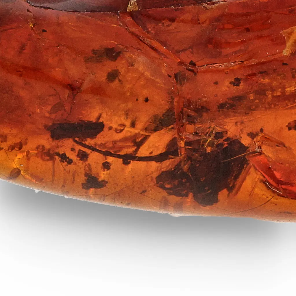 Get your Genuine Amber from Dominican Republic Insect Inclusion online now or in store at Forever Gems in Franschhoek, South Africa
