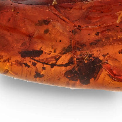 Get your Genuine Amber from Dominican Republic Insect Inclusion online now or in store at Forever Gems in Franschhoek, South Africa