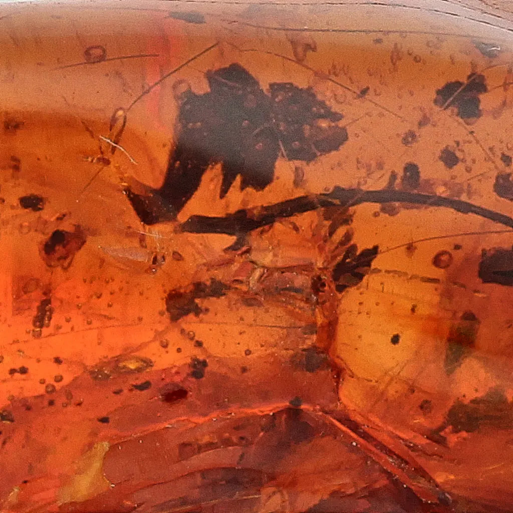 Get your Genuine Amber from Dominican Republic Insect Inclusion online now or in store at Forever Gems in Franschhoek, South Africa