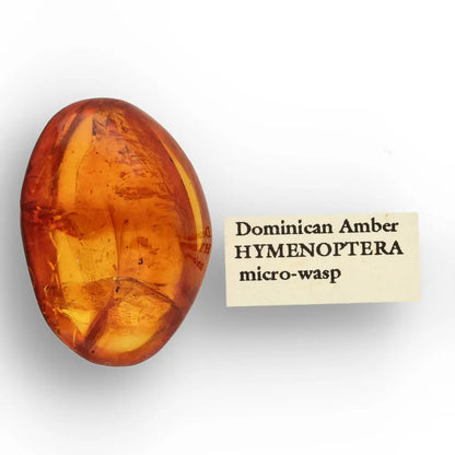 Get your Dominican Amber Fossil with Perfect Insect Inclusion online now or in store at Forever Gems in Franschhoek, South Africa