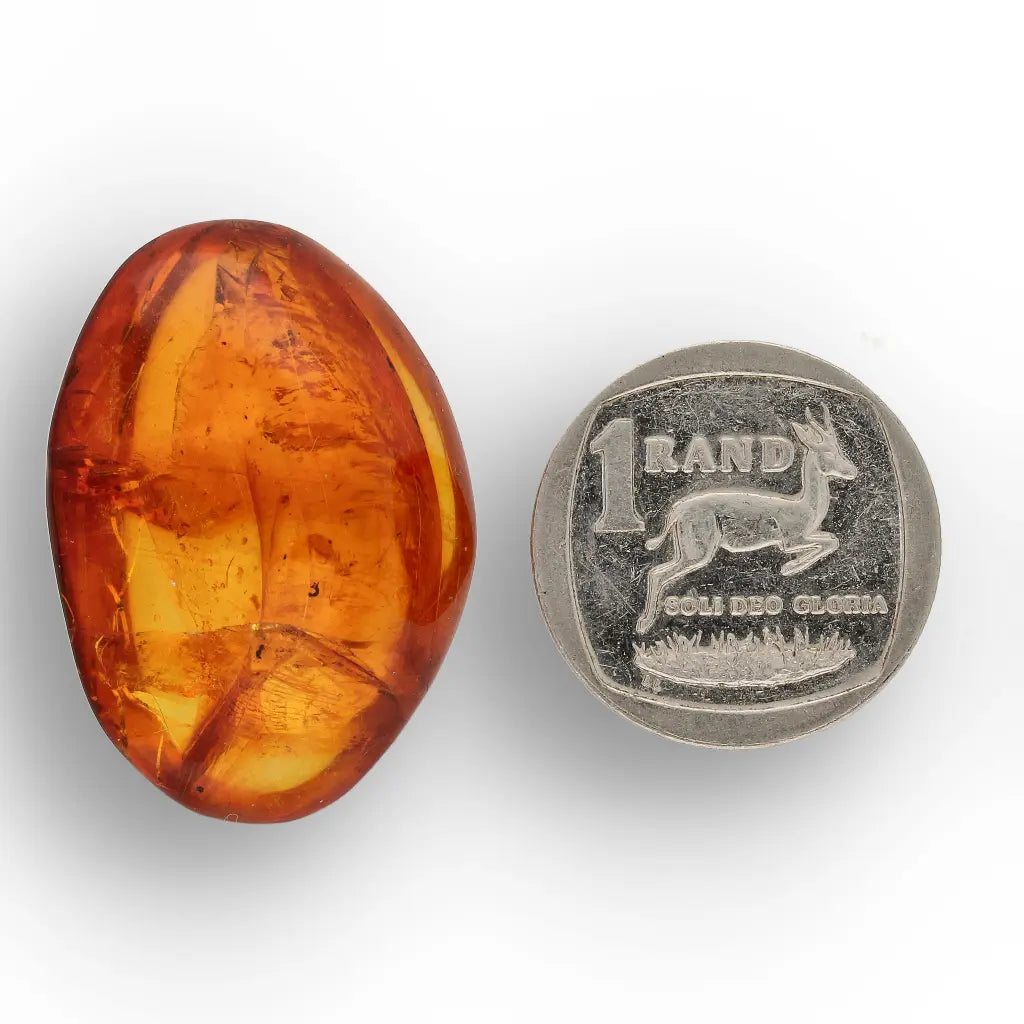 Get your Dominican Amber Fossil with Perfect Insect Inclusion online now or in store at Forever Gems in Franschhoek, South Africa