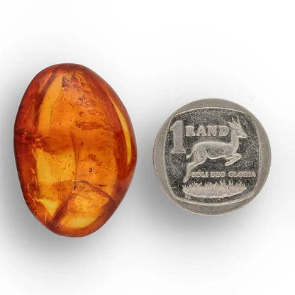 Get your Dominican Amber Fossil with Perfect Insect Inclusion online now or in store at Forever Gems in Franschhoek, South Africa